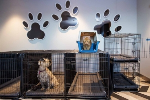 Aurora Botnia Pet Lounge