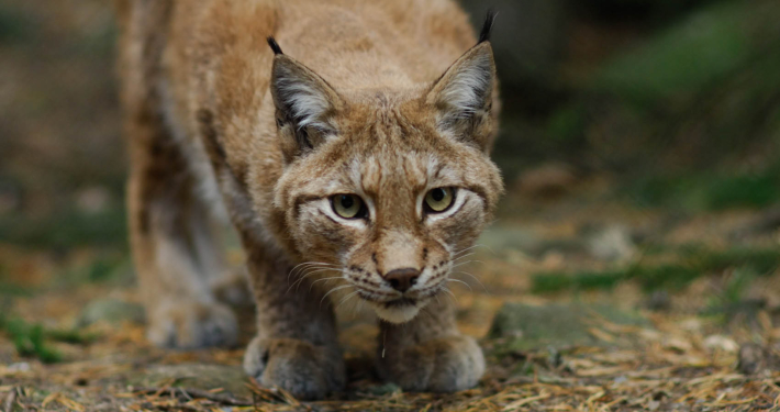 Vildriket, photo by Pierre Vernay